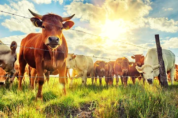 Gartenposter Kuh Herde junger Kälber, die in die Kamera blicken