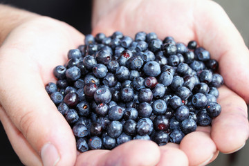 Wild blueberries in the men's hands