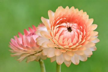 Strawflowers - Helichrysum bracteatum