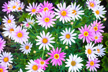 Group of daisies in a garden