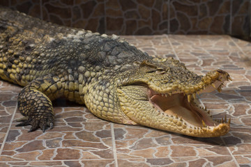 Crocodile with open mouth