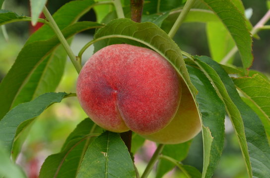 Pfirsiche reifen am Baum