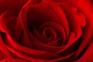 Valentine's Day, Rose, Red.