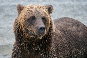 Fototapeta na wymiar close up of wet grizzly bear