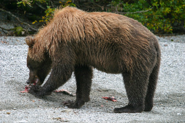 grizzly bear eating salmon next to an alaskan lake