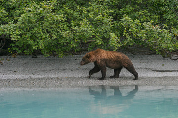 grizzly bear walking next to an alaskan lake