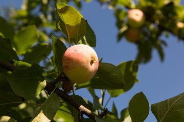 apple on the branch on sky background