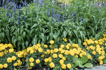 Yellow Marigolds With Blue Flowers