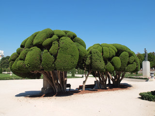 Obraz premium Odd shaped trees in Park Buen Retiro, Madrid, Spain.