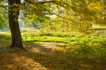 Obraz premium forest