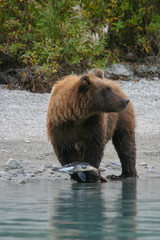 grizzly bear holding salmon next to an alaskan lake