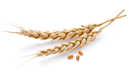 Wheat in closeup