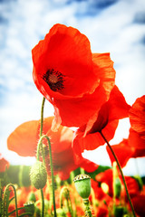 Closeup of red poppies