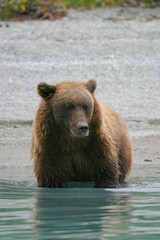 Fototapeta na wymiar grizzly bear fishing in an alaskan lake
