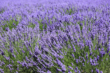 Naklejka na ściany i meble fields of blooming lavender flowers (Provence, France)