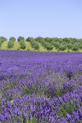Fototapeta na wymiar fields of blooming lavender flowers (Provence, France)