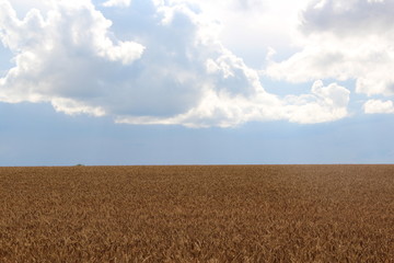 rye