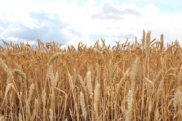 rye