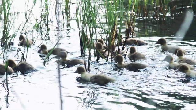 Little ducks on the river