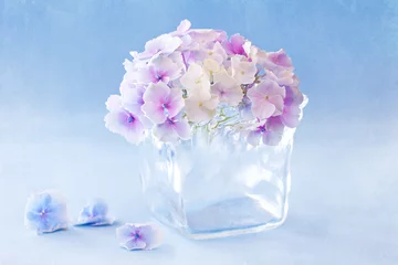 Crédence de cuisine en verre imprimé Hortensia beautiful hydrangea flowers in a vase on a blue background . 