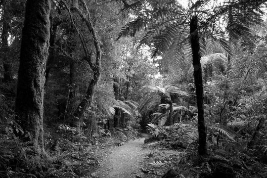 Fototapeta Jungle