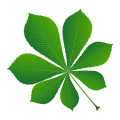 green leaf chestnut