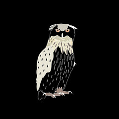 Owl on a black background