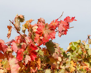 Hojas de otoño en una viña