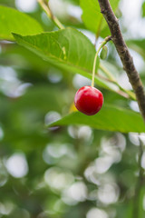 Eine Kirsche am Baum