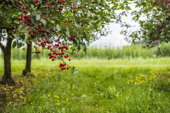 Unterm Kirschbaum