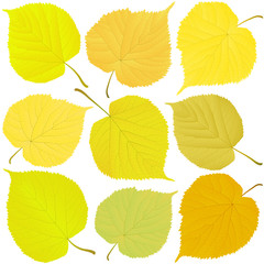 linden autumn leaves