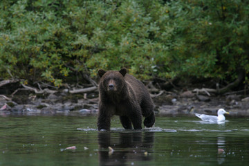 grizzly bear fishing in an alaskan lake