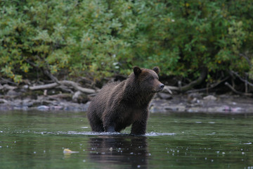 Obraz na płótnie Canvas grizzly bear fishing in an alaskan lake