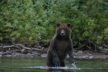 grizzly bear fishing in an alaskan lake