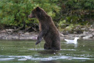 Obraz premium grizzly bear fishing in an alaskan lake
