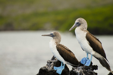 Fototapeta na wymiar Blue Footed Boobies - Galapagos