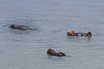 Fototapeta premium Sea otters - Enhydra lutris
