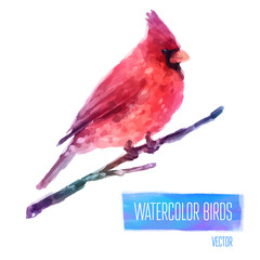 Vector Watercolor Bird Cardinal On The Branch Hand Painted 