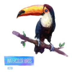 Vector watercolor style  illustration of bird.