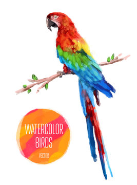 Vector watercolor style  illustration of bird.