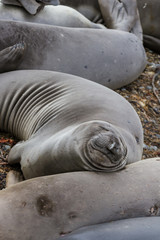 Elephant Seal - (Mirounga angustirostris)