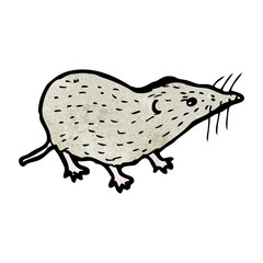 shrew illustration