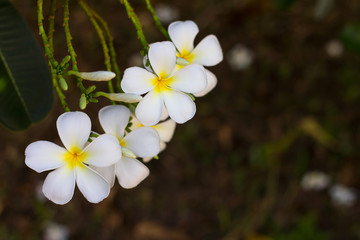 Many white frangipani.