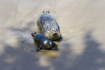 Naklejka premium Baby seal and his mother