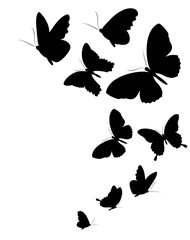 butterflies design