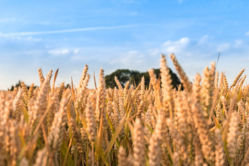 Weizen im Getreidefeld mit Hintergrund