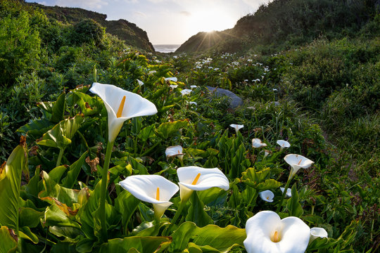 Fototapeta calla lilies on the coast