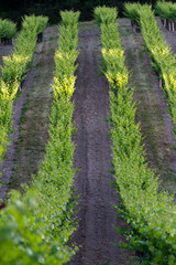 Vineyard in California