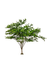 tree isolated