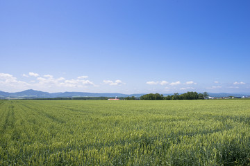 Fototapeta premium 道東の訓子府の田園風景
